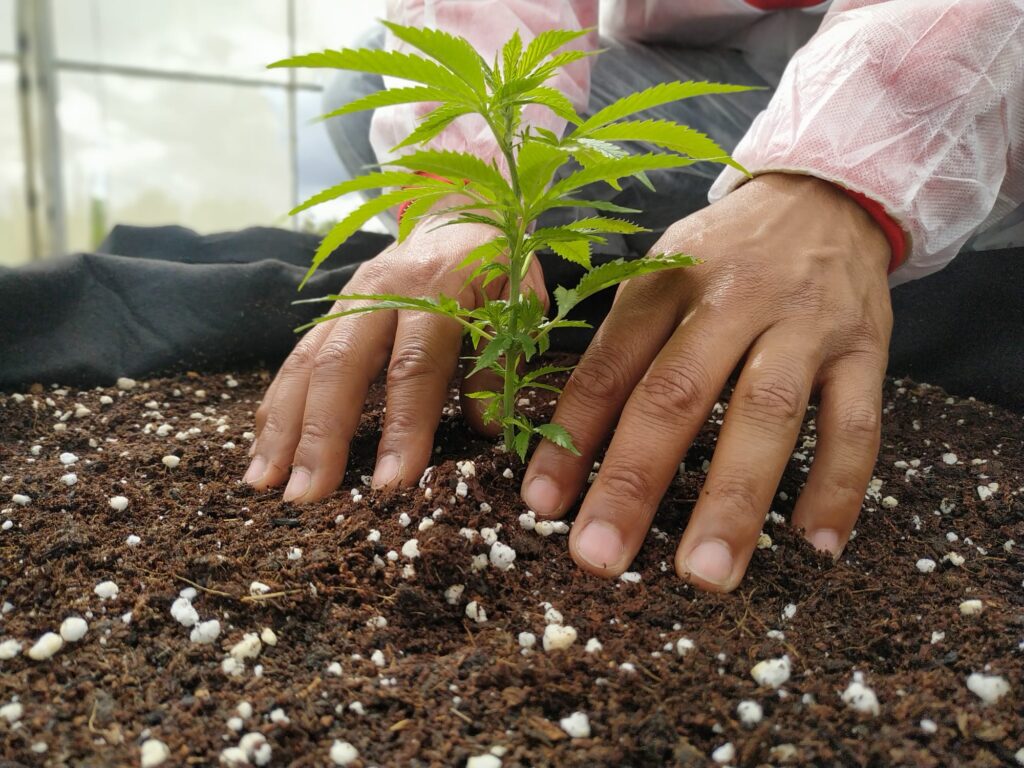 Plantación