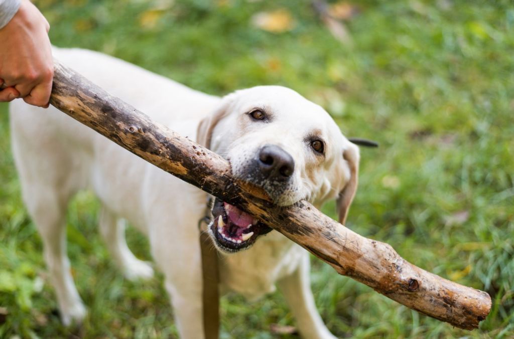 biestesaranimal
