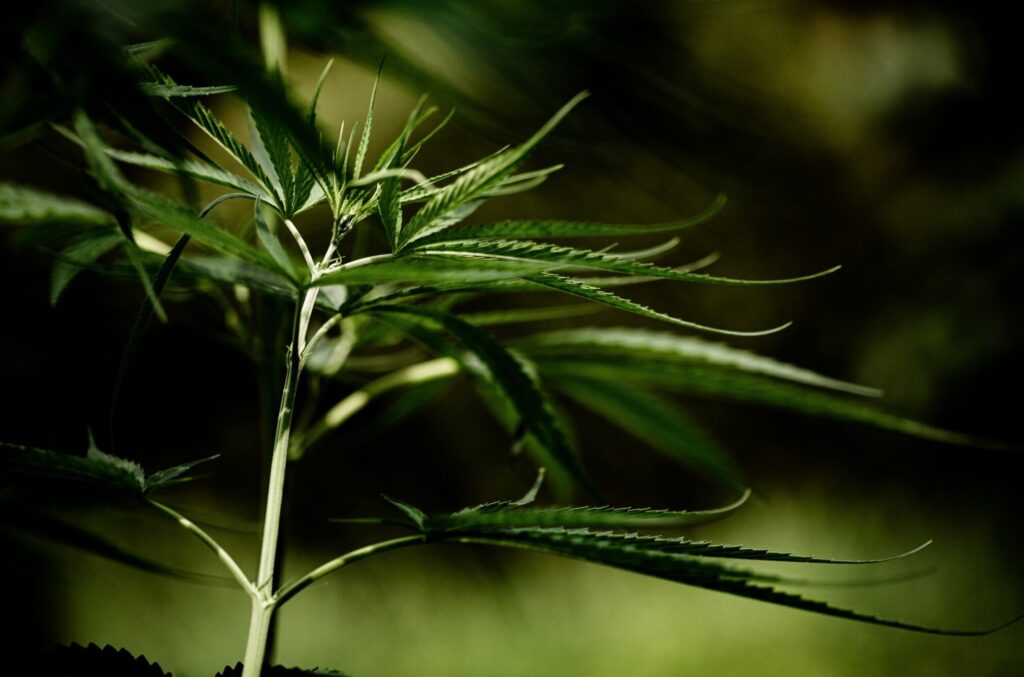 canna03