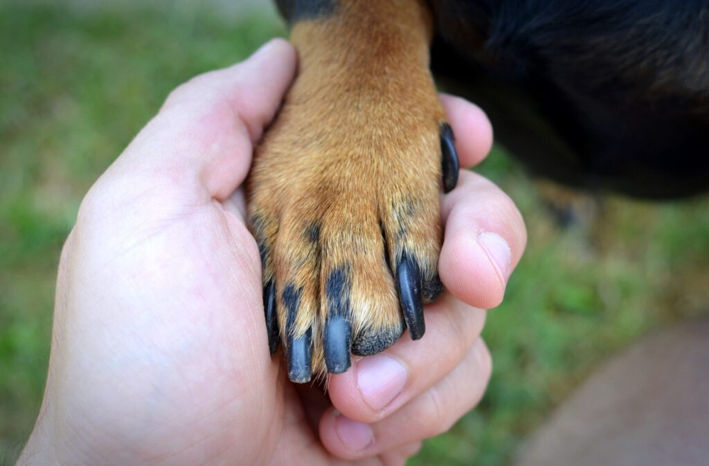 patitas